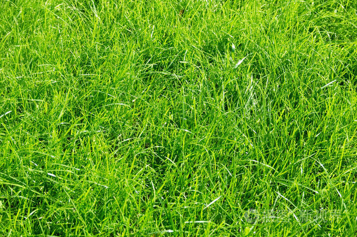 草坪背景. 花园里清新的绿草. 生动明亮的绿色地毯户外.