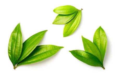 白色背景下分离的新鲜肉桂叶照片