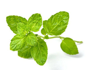 白色背景下分离的新鲜苏格兰薄荷叶照片