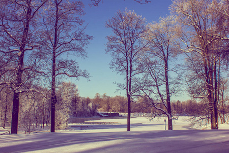 早上，公园里冬天的霜冻景观。 冬季景观。 严霜雪树晴天。 美丽的冬季季节背景。 公园里的冬霜