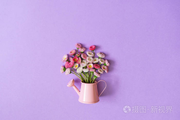白色和粉红色玛格丽特雏菊花束在小水缸上的淡紫色背景.