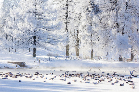 早上，公园里冬天的霜冻景观。 冬季景观。 严霜雪树晴天。 美丽的冬季季节背景。 公园里的冬霜
