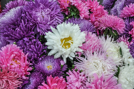 多种颜色的新鲜菊花照片