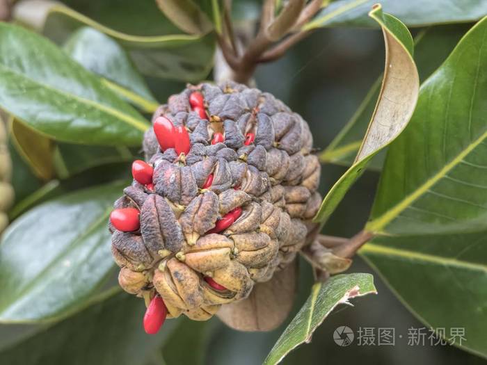 木兰花在树上的种子