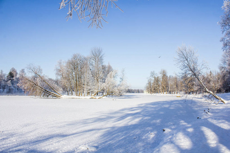 早上，公园里冬天的霜冻景观。 冬季景观。 严霜雪树晴天。 美丽的冬季季节背景。 公园里的冬霜