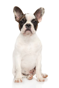 白色背景上一只年轻的法国斗牛犬的肖像。 动物主题
