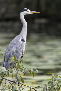 灰色的苍鹭停在池塘上