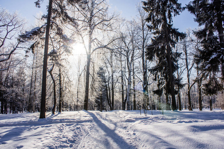 在公园的早晨冬天寒冷的风景。冬季景观。严寒, 白雪皑皑的树木, 晴朗的天气。美丽的冬季季节性背景