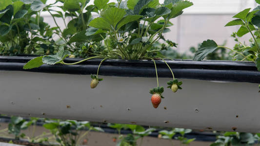 在水培栽培草莓