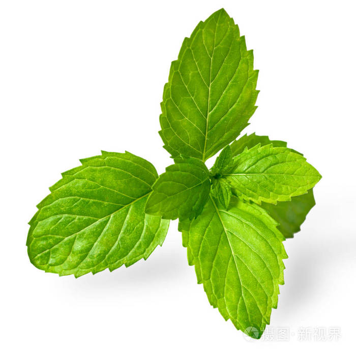 新鲜草本植物白色背景上分离的薄荷叶