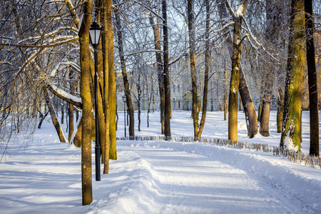 上午冬季霜冻景观在园区..冬季景观。霜冻严重，树木多雪，天气晴朗..美丽的冬季季节背景。公园里的冬霜图片
