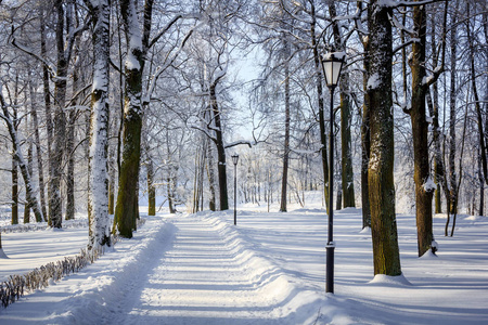 上午冬季霜冻景观在园区..冬季景观。霜冻严重，树木多雪，天气晴朗..美丽的冬季季节背景。公园里的冬霜