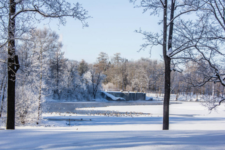 上午冬季霜冻景观在园区..冬季景观。霜冻严重，树木多雪，天气晴朗..美丽的冬季季节背景。公园里的冬霜