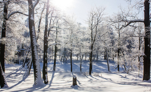 上午冬季霜冻景观在园区..冬季景观。霜冻严重，树木多雪，天气晴朗..美丽的冬季季节背景。公园里的冬霜