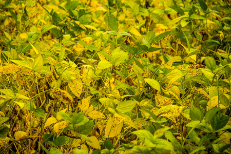 农业大豆种植区大豆植株近景