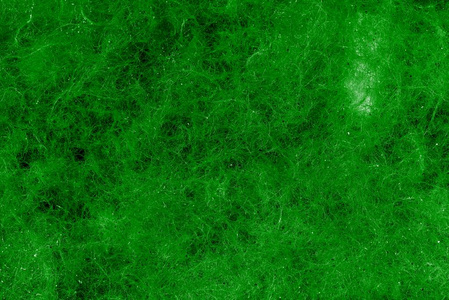 绿色的海藻图片