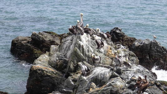 鸟和岩石海滩