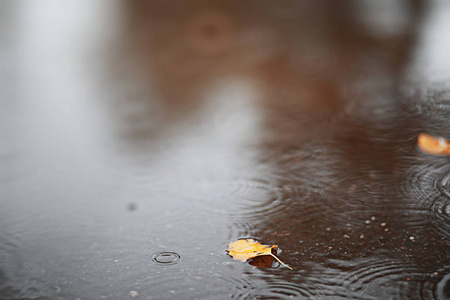 秋天背景雨在公园里