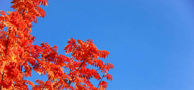 秋天的风景与枫叶的顶部五颜六色的叶面