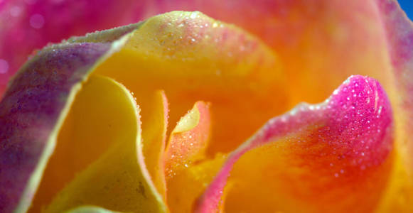 粉红黄玫瑰特写镜头。背景花卉