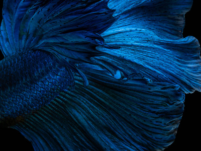 贝塔暹罗斗鱼贝塔很受欢迎的水族馆鱼。 超级蓝，有光泽，半月长，尾巴长，打击运动面，白色隔离