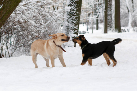 狗在雪地里玩耍。 冬天狗在公园里散步