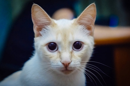 一眼大眼睛的白猫