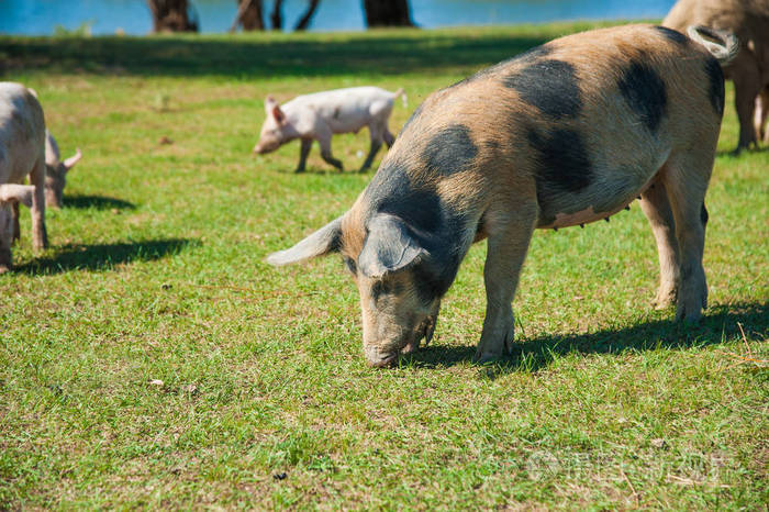 养猪场田里的猪在绿色草地上奔跑的猪