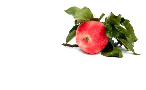成熟的红苹果，在白色背景上分离出苹果叶。 带叶子的树枝。 你的文字空间。