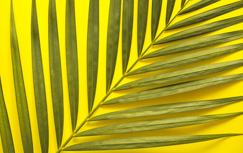 棕榈树叶在五颜六色的背景上。