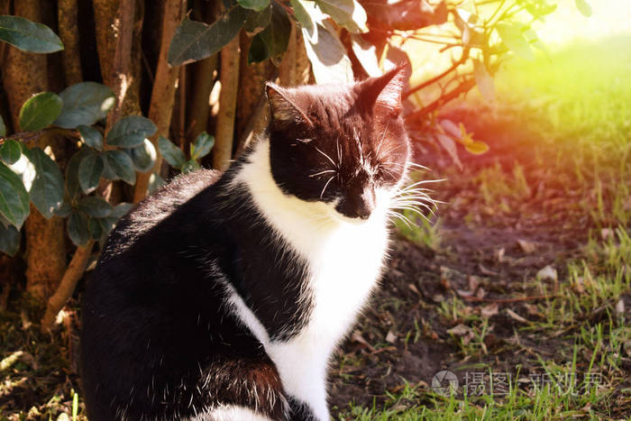 猫有黑白相间的皮毛在夏天的早晨在公园的户外阳光下休息