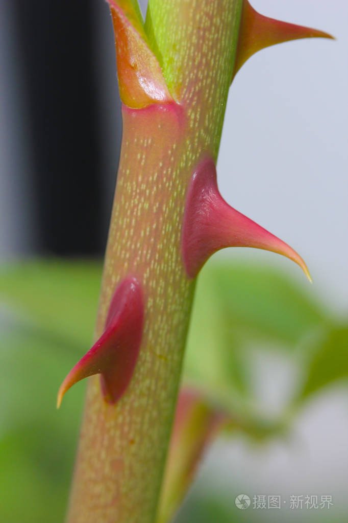 玫瑰荆棘的特写