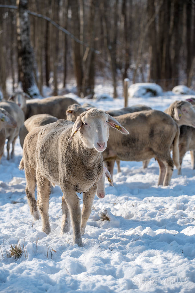 冬天在田野里的羊