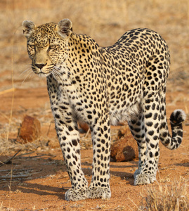 克鲁格国家公园的非洲豹