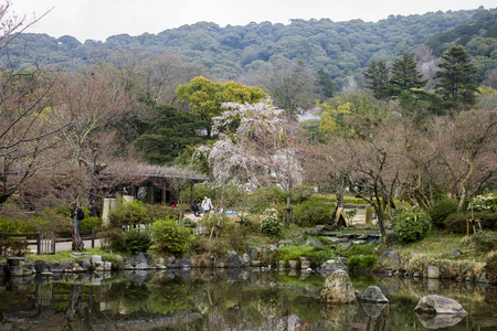 日本京都丸山公园丸山Koen的汉南美丽的樱花