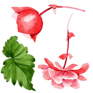 水彩粉红海棠花。 花卉植物花。 孤立的插图元素。 背景纹理包装图案框架或边框的水花野花。
