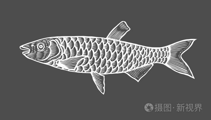 鱼的墨水素描黑色背景上手绘矢量插图复古风格