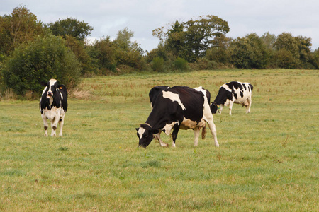 在布列塔尼地区放牧的黑白荷斯坦奶牛