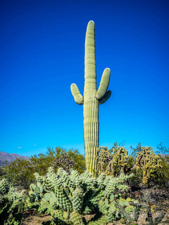 亚利桑那州萨瓜罗国家公园长而纤细的萨瓜罗仙人掌