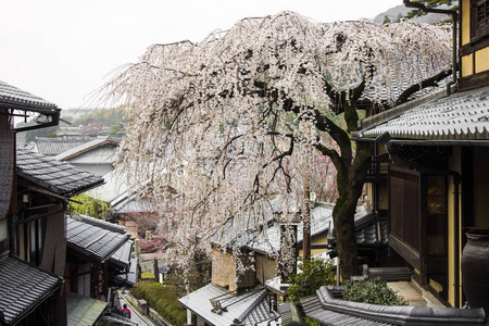 日本京都保留区的日本宁坂村和坂村汉南期间美丽的樱花