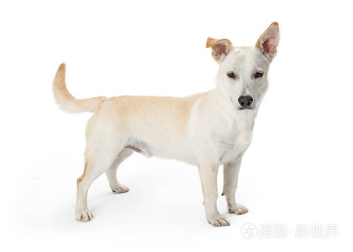 可爱的白色混合牧羊犬站在白色背景旁边 看着相机照片 正版商用图片13j592 摄图新视界