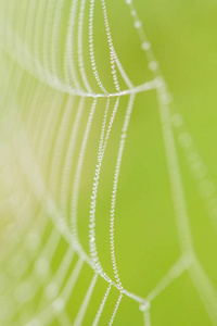 在黎明的雾中，在夏日薄薄的一张美丽的网上滴着淡淡的露珠