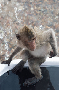 泰国猴岛猴子坐在巴赫的船上