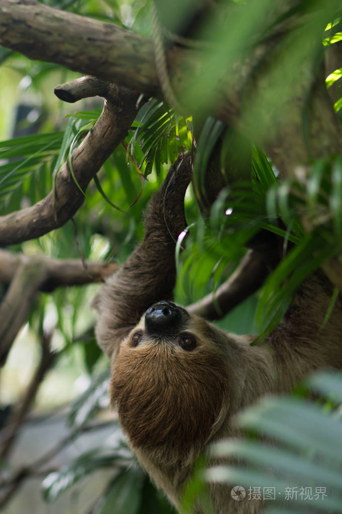 大棕色的三趾树懒爬在丛林中的树枝上,垂直的明亮的绿色丛林.