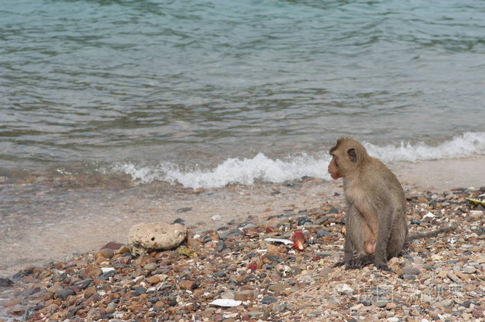 泰国猴岛猴子在海边的海滩上