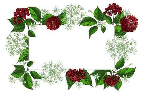 人参花图片 人参花素材 人参花插画 摄图新视界