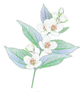 白色背景上分离的茉莉花枝。