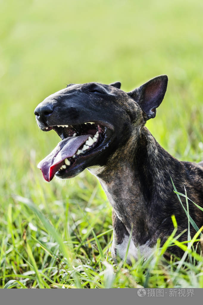 巴西獒犬犬的凶猛几乎是无人不知的6种
