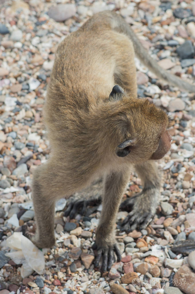 泰国猴岛猴子在海边的海滩上