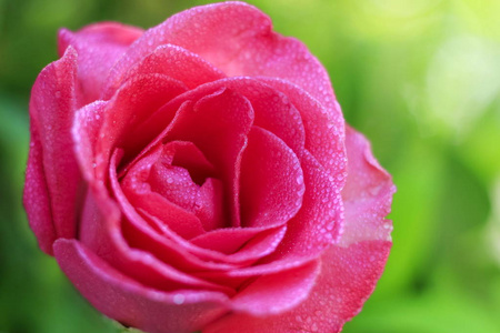 花园里的粉红色玫瑰背景模糊。